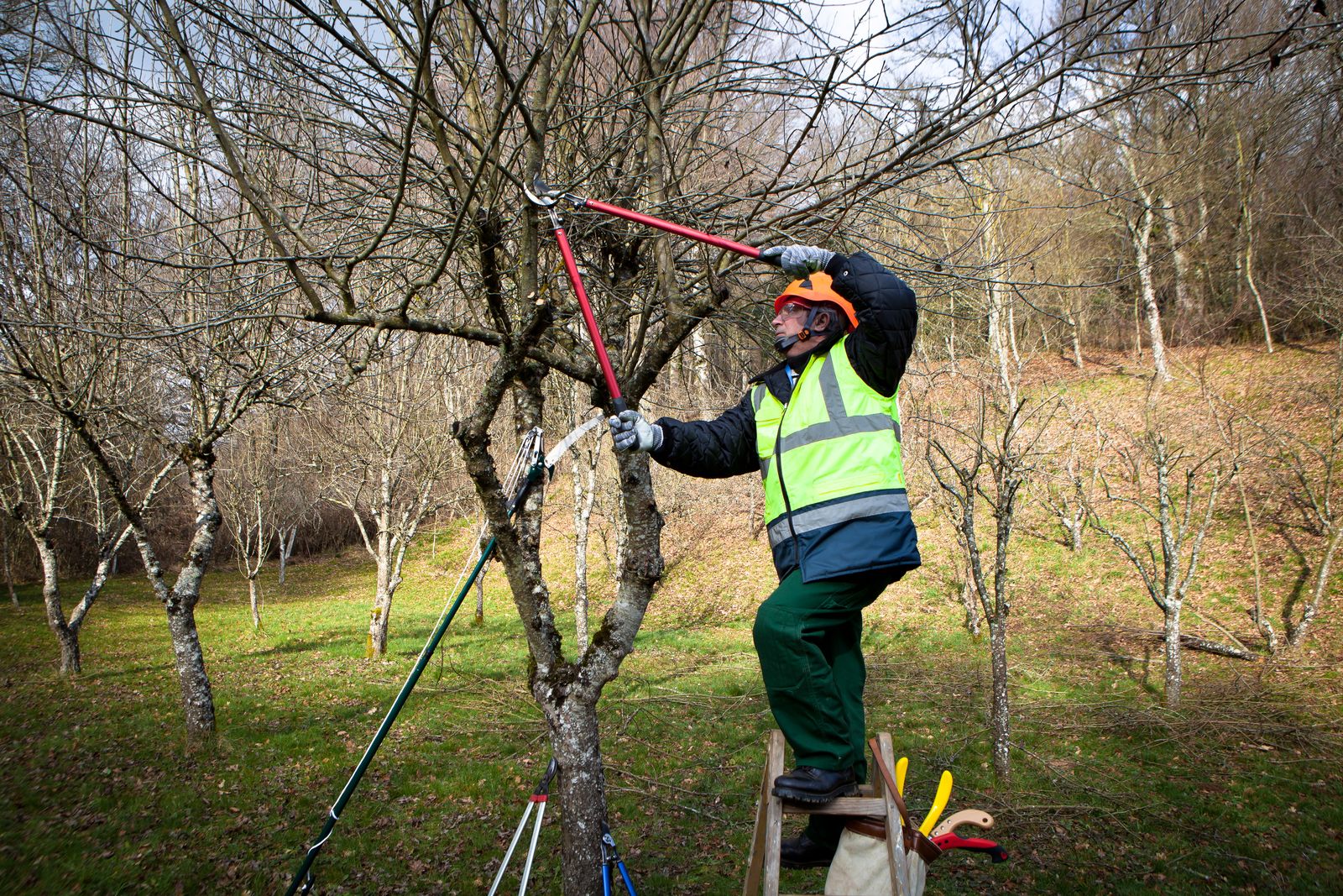 Arborist pruning a fruit tree from a ladder